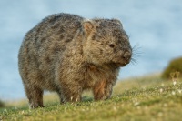 Vombat obecny - Vombatus ursinus - Common Wombat 5154